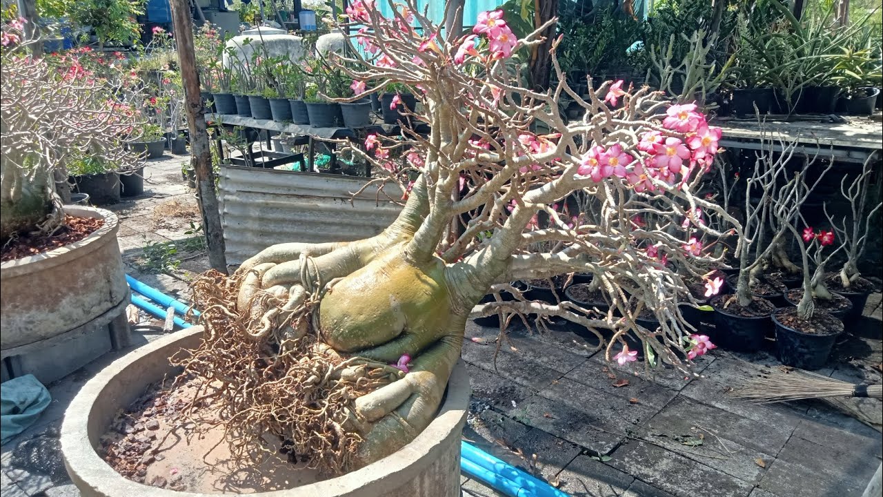 การปลูกชวนชมไม้ใหญ่รากธรรมชาติ