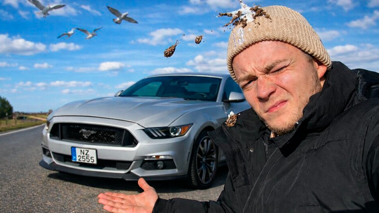 Баня & Массаж, Мустанг и 💩 от птиц..