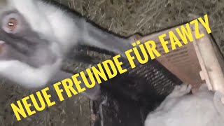 Amina führt euch durch die Bade-Pleite.Hühner, Hunde, Katzen Meerschweinchen Kaninchen gebadet🥵