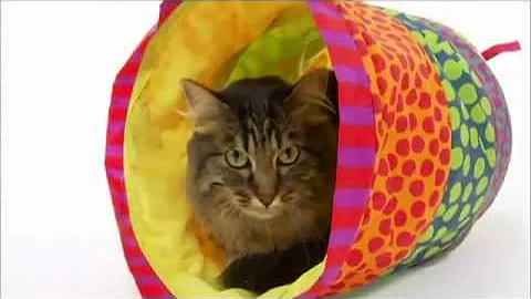 Video 7157451: animals maine coon