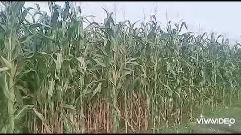 Maize crop growth parameters by rashid ali