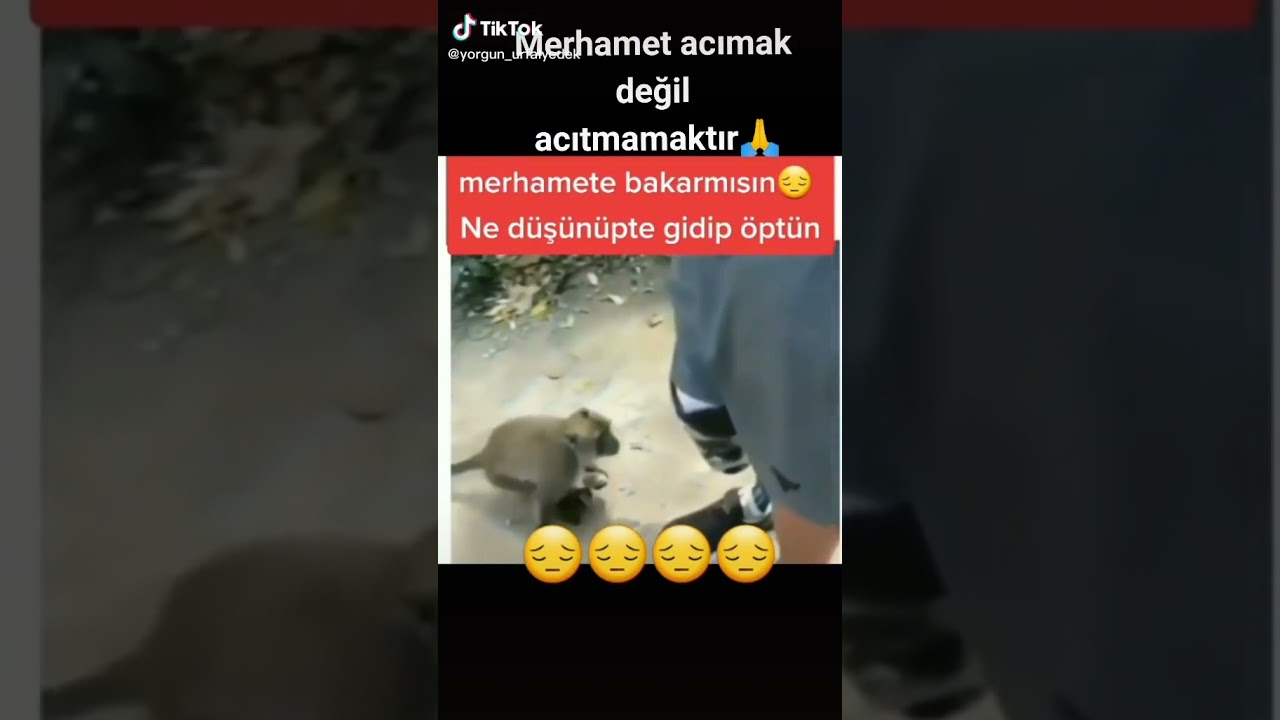 Hayvanlar daha merhametli 