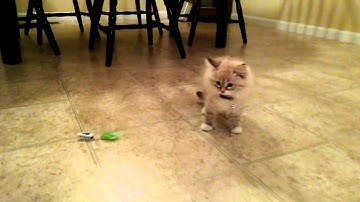 Hexbug Robotic Cat Toy