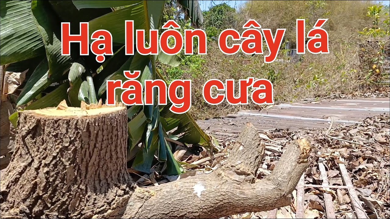 Người bệnh nhiều đành phải hạ luôn cây lá răng cưa 0909577542 - YouTube