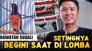 Penting ‼️ Buktinya di Hari H Lomba - Rawatan Murai Sugali Part 2/2