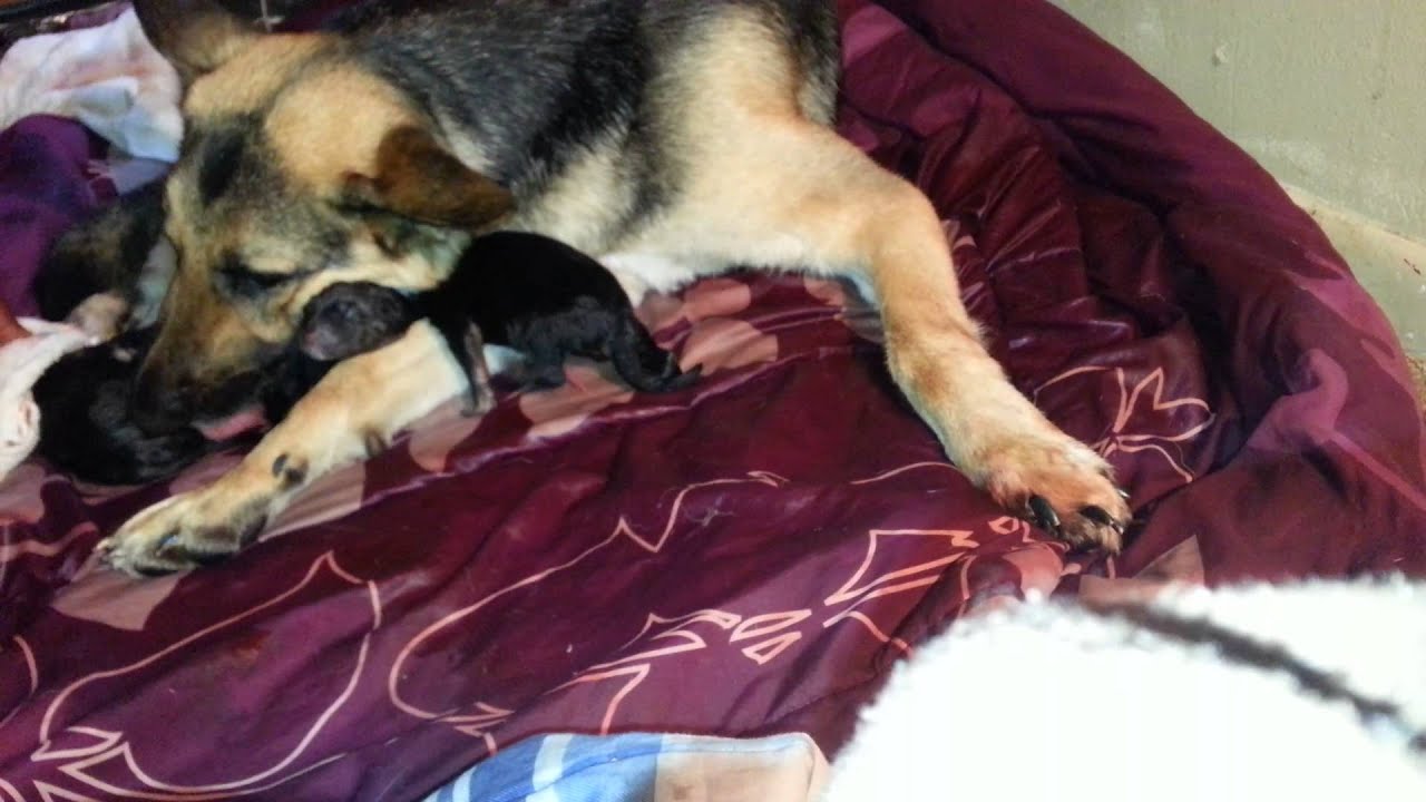 My first time german shepherd having puppies YouTube