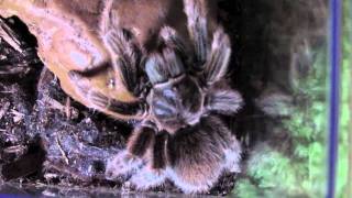 Tarantula Feeding Video [WIN]