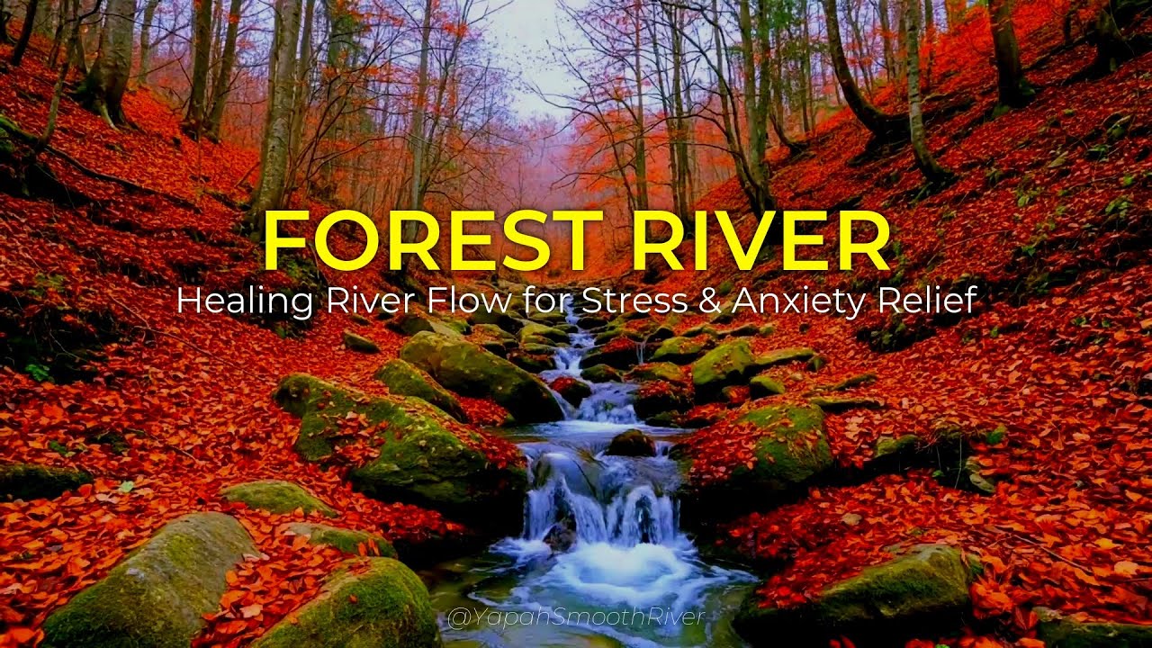 FOREST RIVER - Healing River Flow for Stress & Anxiety Relief - YouTube