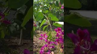 Thai (or as some call it japanese ) orchid tree pruning update. don't
repeat my mistake https://youtu.be/bmoait4flfw shone in this video 7
month before