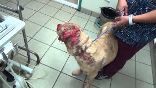 Dog With Severe Burns