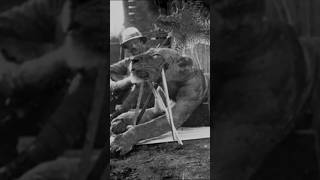 İnsan Yiyen Aslanların Gerçek Hikayesi 1898De Ne Oldu?