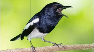 TERAPI DASAR SUARA KACER NGEPLONG MEMANGGIL KACER APA SAJA AGAR CEPAT BUNYI LANGSUNG NYAUT GACOR