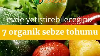 Tohum Hakkında Her Şey Resimi