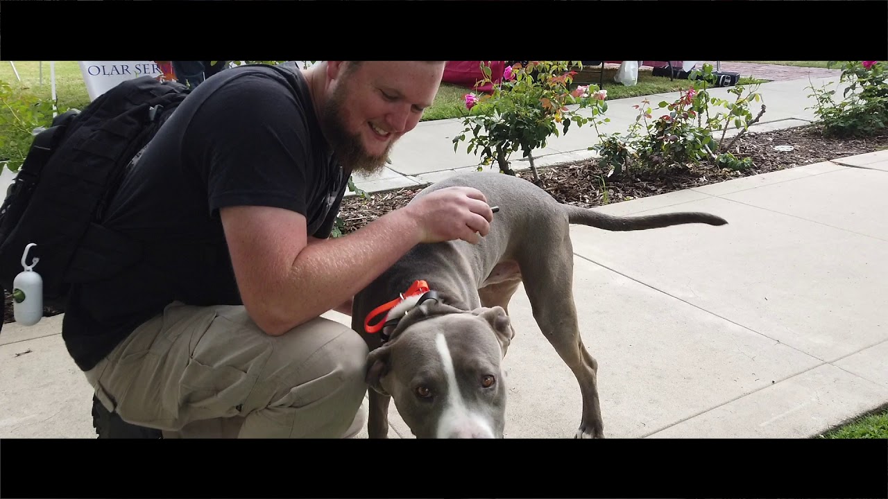 american staffy x great dane