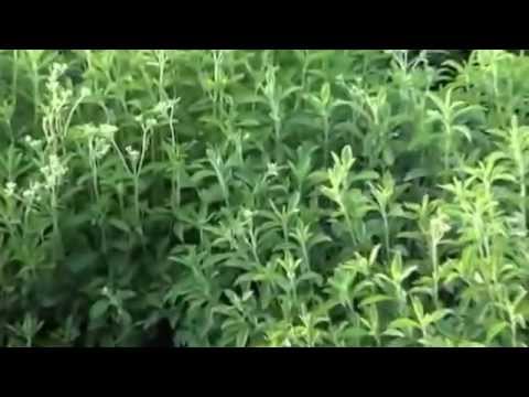 deshojadora de stevia y diabetes deshojadora de stevia y diabetes