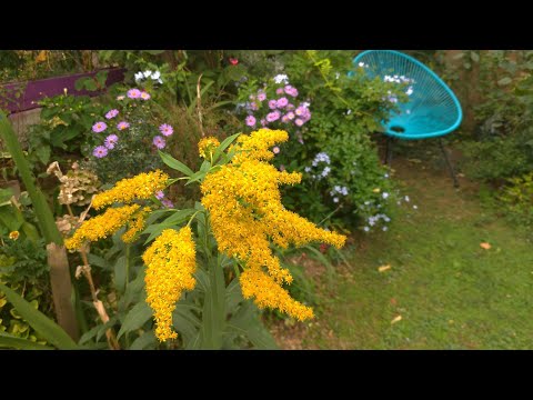 Video: Solidago Veya Altın Başak