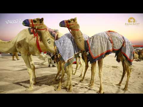 برومو الحلقة الثانية من برنامج المركاض