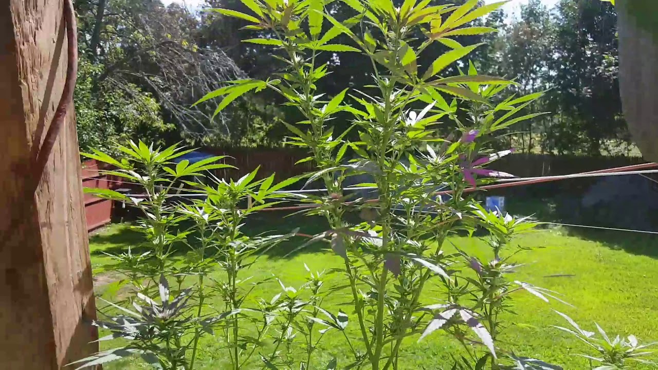 Cannabis in New England