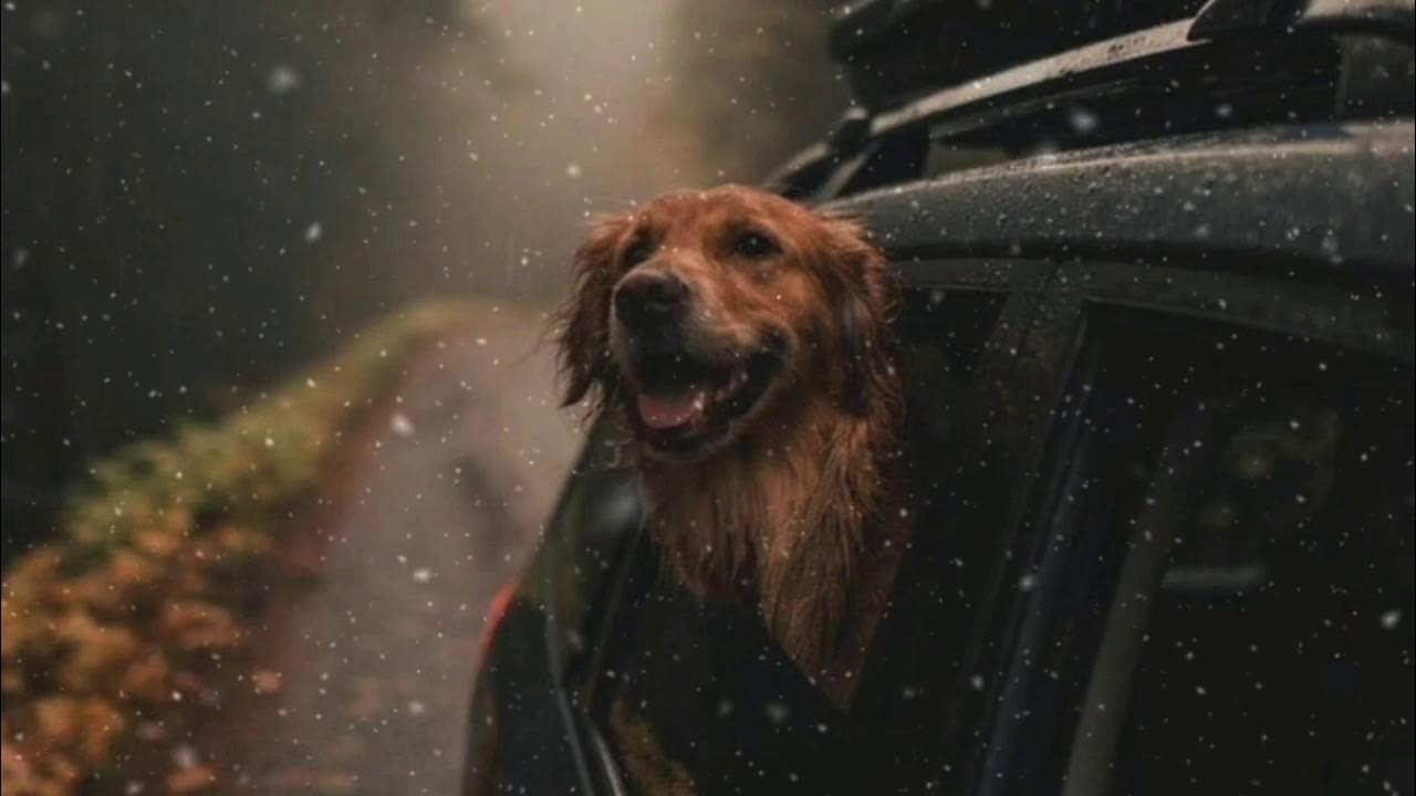 Tyler Farr I Wish Dogs Could Live Forever I wish dogs could live forever// Tyler Farr video lyrics - YouTube