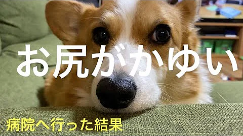 お尻の雌犬をツイーク Mp3