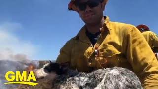 Lost dog rescued from California wildfire danger, carried to safety by firefighters l GMA Digital