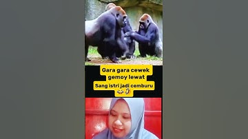 sang istri jadi cemburu 😂🤣😅 #funnyvidio #guyonan #vidiolucu #shortlucu #hiburan #bikinngakak