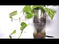 How to Make Self Watering Plant Bottles / Plastic Bottles for Money Plant / Pothos Propagation
