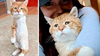 After 8 YEARS, the cat RETURNED to his former home. And something incredible happened! by Pawsome Tales 4,176 views 1 month ago 2 minutes, 30 seconds