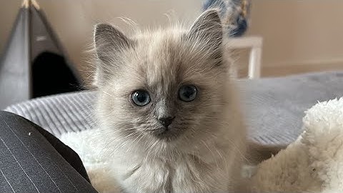 Ragdoll cat knows how to play fetch!