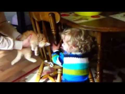 watch-how-2-year-old-acts-over-baby-kitten