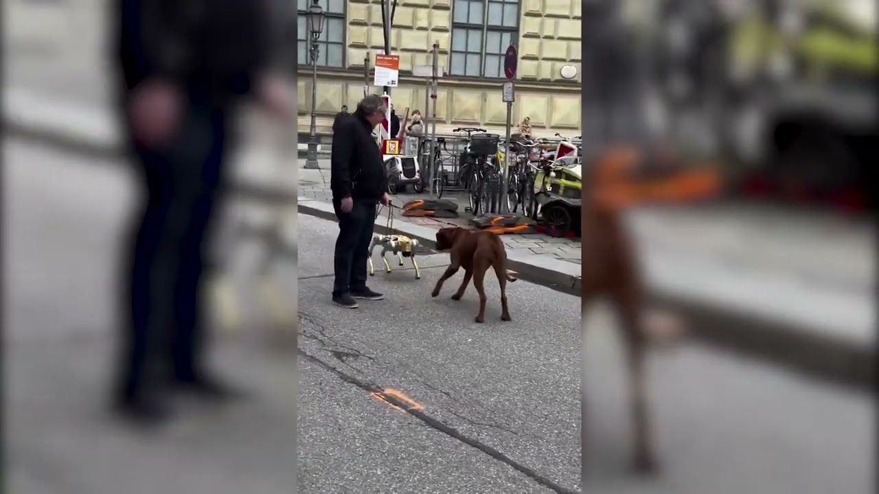 Real dog's reaction to robot dog