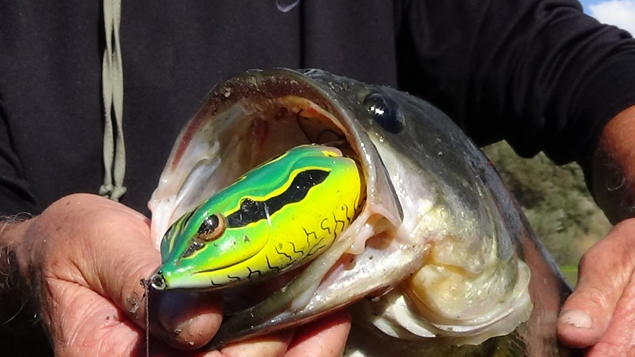 Spro Bronzeye Pop 40