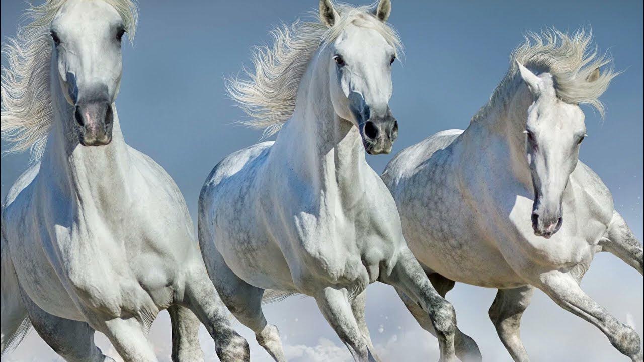 Белые лошадки песня. Лошади. Лошадь бежит. Красивые лошади. Тройка белых лошадей.
