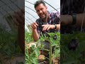 struttura a filo per #pomodori dell'#orto: come farla #mattthefarmer #faidate #ortosulbalcone