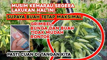 Cara rawat cabai di musim kemarau agar tetap subur dan buah makin lebat