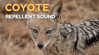 Coyote Repellent Sound by Nature Voice Channel 152 views 3 months ago 15 minutes