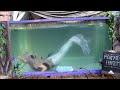 Mermaids at the Renaissance Festival ♥ Mermaid Phantom in a Tank ♥ Live Mermaids Swimming Videos