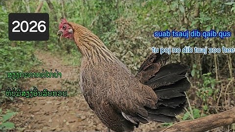 Suab poj qaib tsauj dib tuaj zoo heev 2026