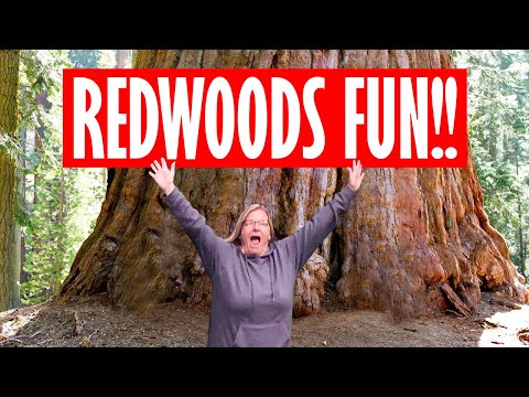 Video: Ni ipi kubwa Sequoia au redwoods?