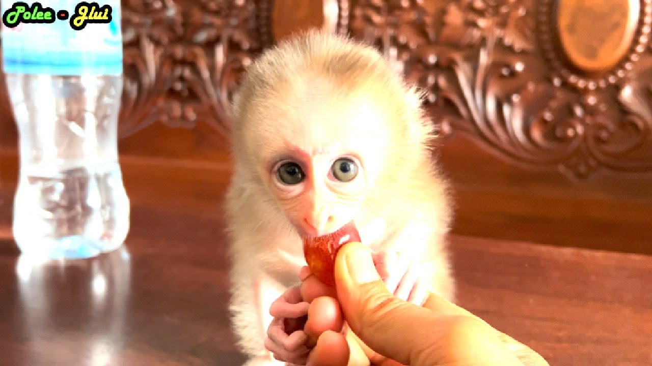 Grape Is JULIE's Favorite & Eat Much With Her Little Teeth.