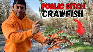 Crawfishing in a Public ROADSIDE DITCH (Catch and Cook)