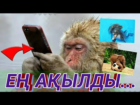 Бейне: Жер бетіндегі қай жануар ең ақылды