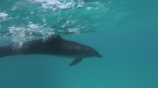 Rescued dolphin released back into the wild after miscarriage