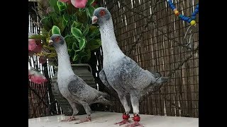 لعشاق القرقطه لعشاق الشراعات   Pigeons  Syrian Arab