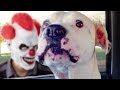 Funny dogs scared of masks compilation