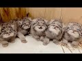 小屋でお腹を空かせた子猫を拾った男性。ただの猫だと思って保護したが、どんどん大きくなるにつれてその正体にビックリ【感動】