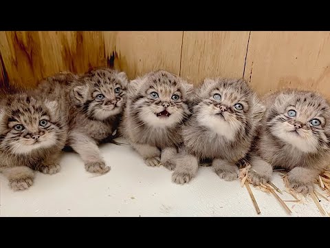 小屋でお腹を空かせた子猫を拾った男性。ただの猫だと思って保護したが、どんどん大きくなるにつれてその正体にビックリ【感動】