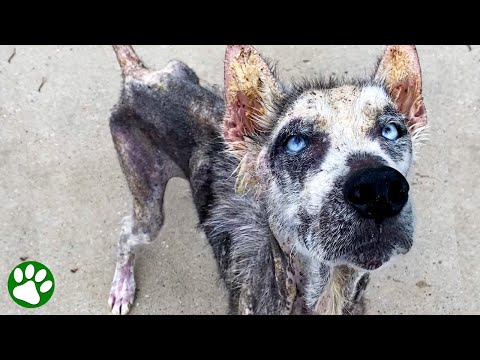 Wandelndes Skelett verwandelt sich in den schönsten Husky