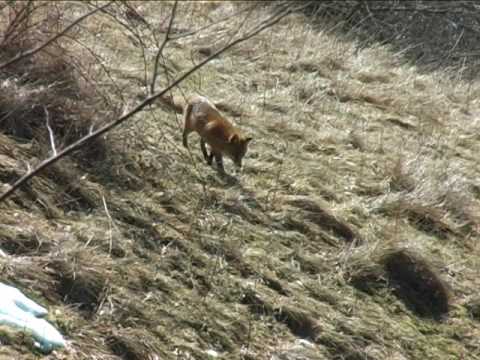 Video: Prostorno-vremensko širenje Sarkoptičke šipke U Crvenoj Lisici (Vulpes Vulpes) U Švicarskoj Više Od 60 Godina: Lekcije Naučene Iz Komparativne Analize Više Alata Za Nadzor