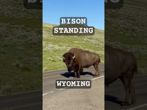 Bison 2  #yellowstone #nature #animals #wildlife #road #shorts